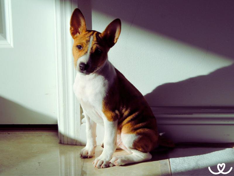 Psi-plemeno-basenji (27)